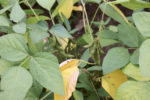 Soybeans-Moly-Deficiency-scaled-(1).jpg