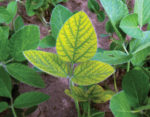 Foliar-symptoms-of-manganese-deficiency.jpg