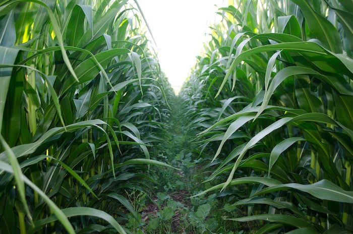 no-till corn with cover crops.jpeg