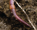 Worm-Closeup.Take-Care.jpg