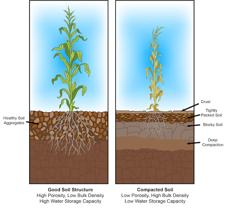 Living Roots: Fighting Soil Compaction with Biology and Diversity