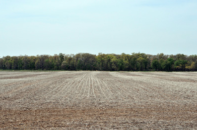 Black cutworm flights