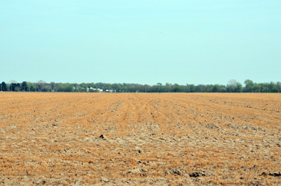 Black cutworm flights