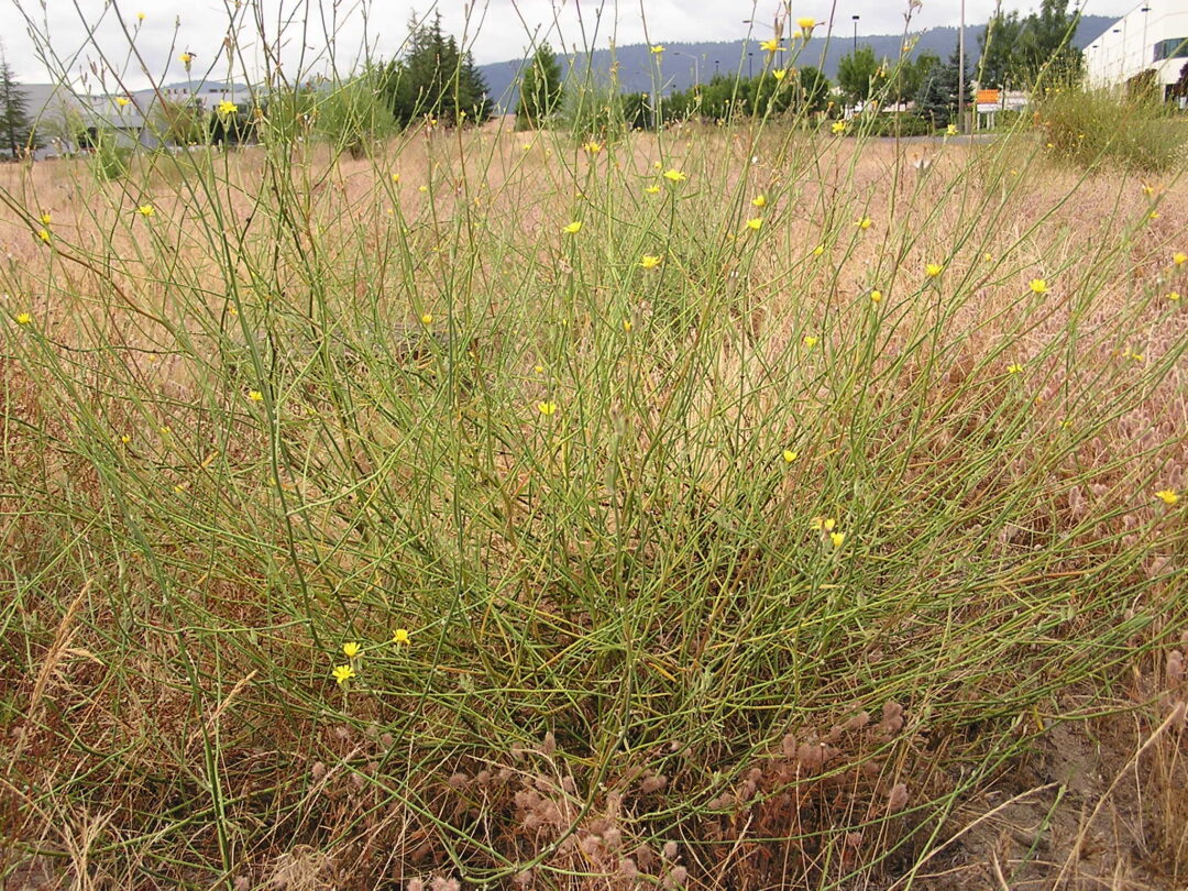 Skeletonweed