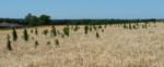 Marestail-Figure-1.png