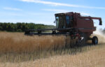 Canola-swathing.jpg