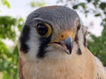 Adult kestrel