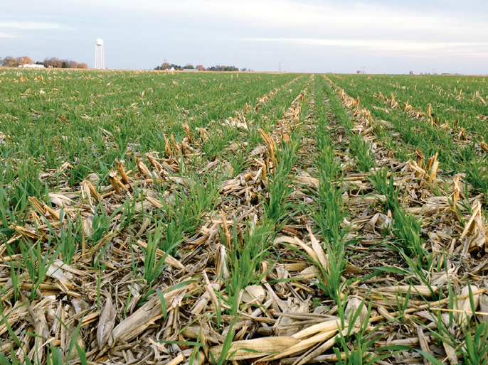 Cover crops. Перманентное земледелие в России. Грубый способ земледелия. Sowing the Crops. No till sowing.