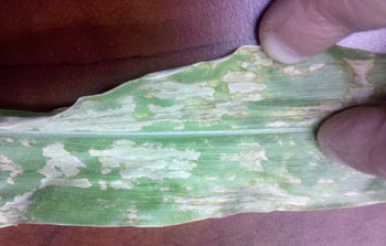 Leaf burn from nitrogen applications on corn