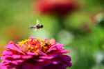 hover fly flower