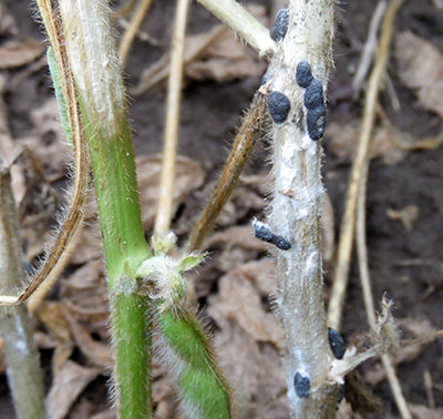 Manage White Mold Inoculum Now to Reduce Severity in Future Crops