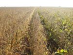 soybean maturity