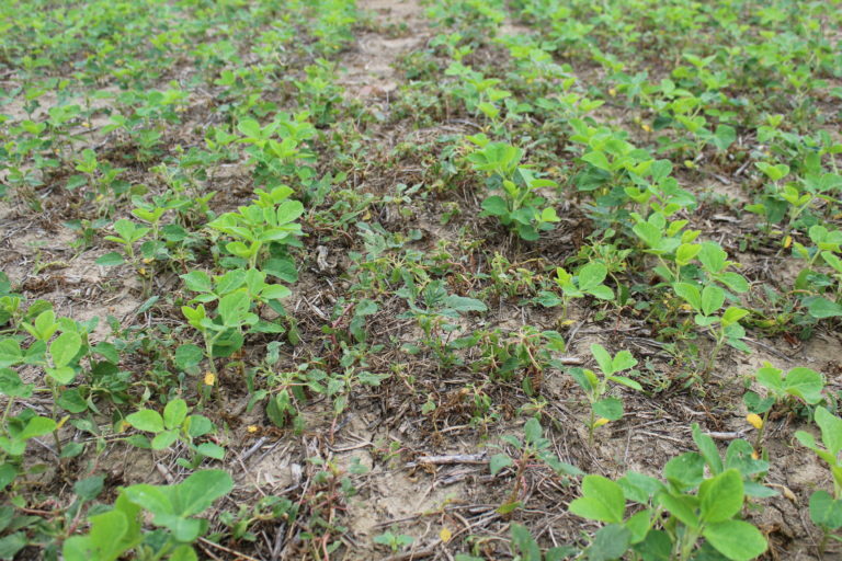 Reports of Poor Palmer Amaranth Control with Dicamba