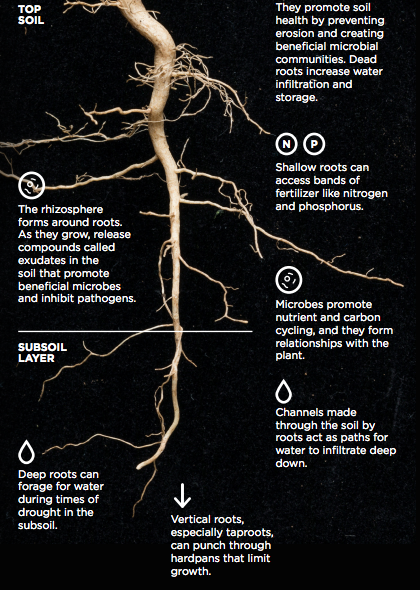 Why Roots Matter to Soil, Plants and You